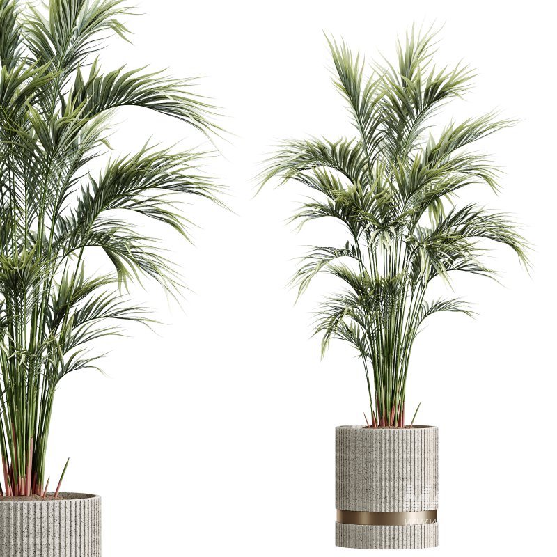 AV HousePlants Areca Majesty Cat Reed Palm Set02 - Image 2