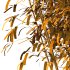 Bamboo Bambusoideae Tree 05 - Thumbnail 6