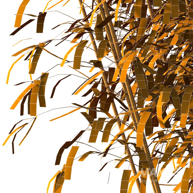 Bamboo Bambusoideae Tree 05 - Image 6