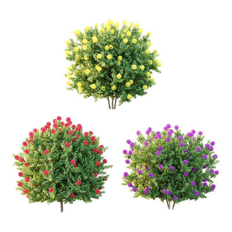 Rhododendron Arboreum Bush 02 - Image 4