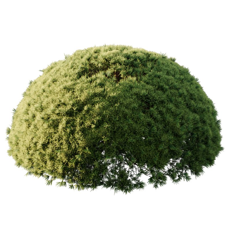 Pinus Mugo Bush001 - Image 1