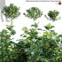 Tabernaemontana divaricata – Crape jasmine – 02 - Thumbnail 1