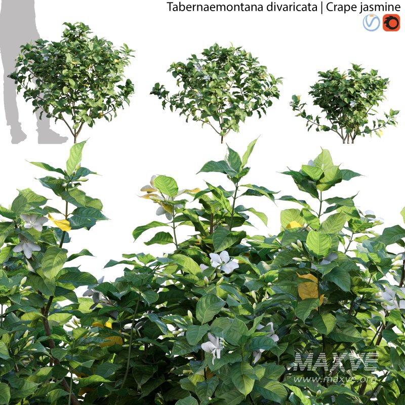 Tabernaemontana divaricata – Crape jasmine – 02 - Image 1