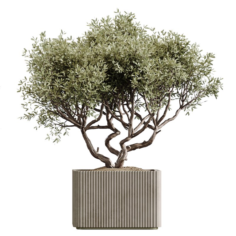 AV Indoor Plants Set 227 Mission Kalamata Leccino Arbequina Wilsonii Chemlali Olive - Image 4