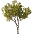 Tree Set30-Urban tree - Thumbnail 1
