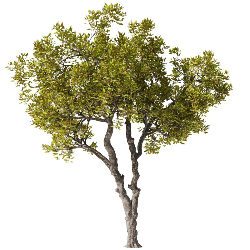 Tree Set30-Urban tree - Image 1