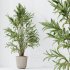 AV Indoor plants set 210 Mission Olive and Ficus Cyathistipula and Lily Domino and Lutescens Areca Palm - Thumbnail 7