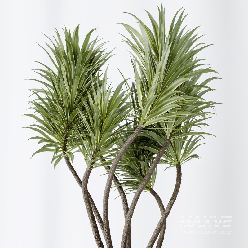 AV Indoor Plants Set 220 Hazel Erle and Aloe Vera and Mission Olive and Spineless Palm - Image 6