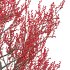 Ilex verticillata – Winterberry 03 - Thumbnail 4