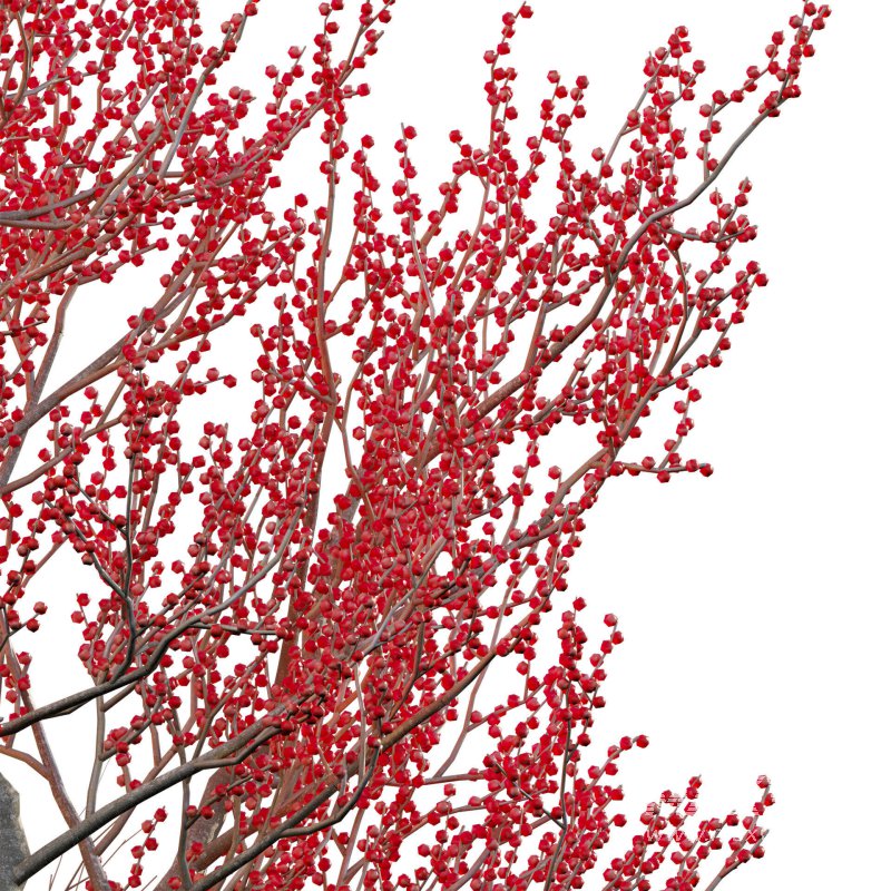Ilex verticillata – Winterberry 03 - Image 4