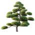 AV Plants Pinus Bonsai Sylvestris Pine Parviflora Scotch Contorta06 - Thumbnail 2