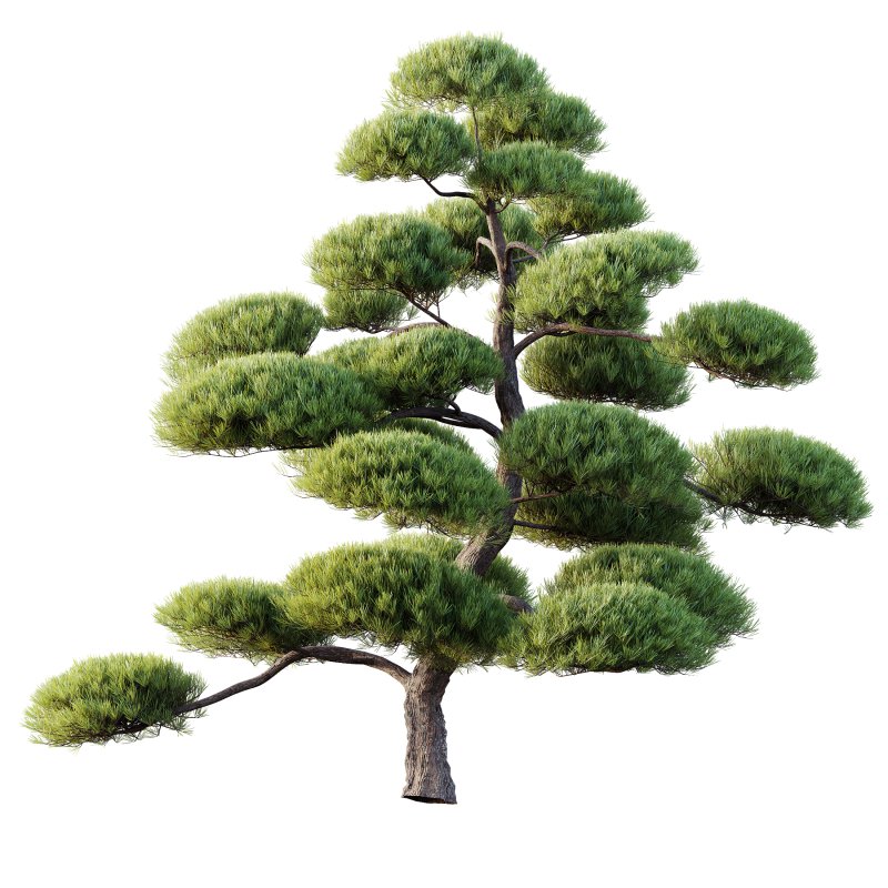 AV Plants Pinus Bonsai Sylvestris Pine Parviflora Scotch Contorta06 - Image 2