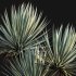 Agave Angustifolia – Caribbean Agave – 02 - Thumbnail 2