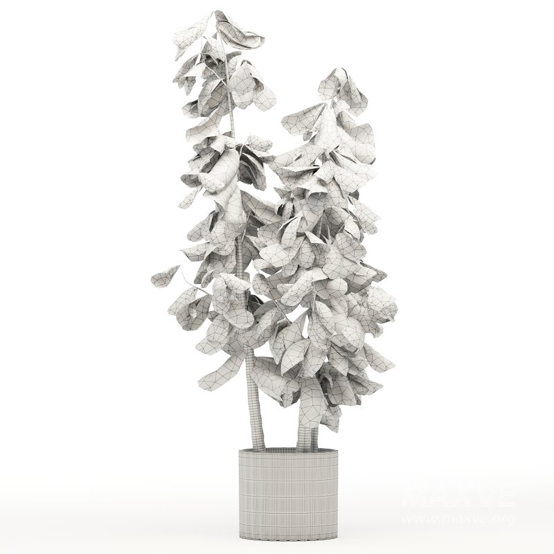 Indoor Plant 001 Ficus Lyrata Fiddle Leaf With White Pot - Image 4