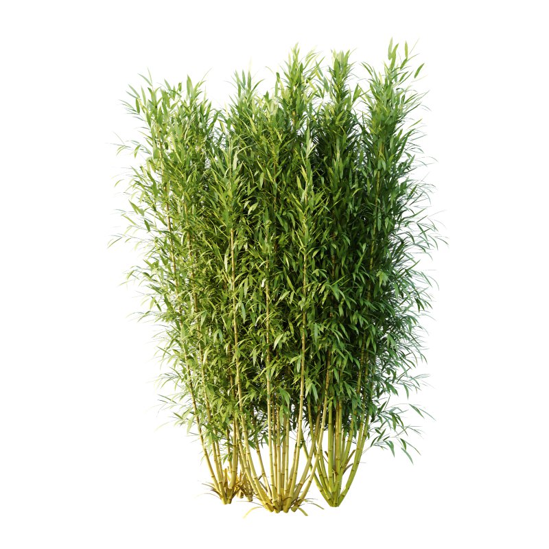Bamboo Bambusoideae Bush 02 - Image 5