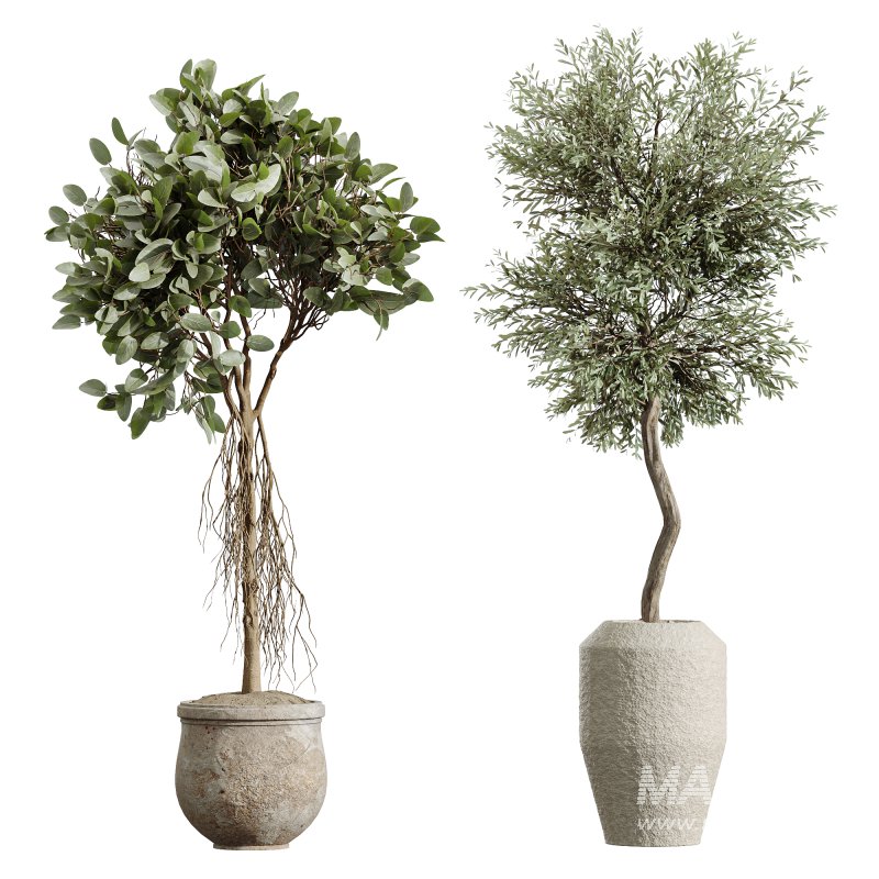 AV Indoor Plants Set 233 Olive Wilsonii and Mission Chemlali Olive and Ficus African Fig and Ficus Benjamina - Image 4