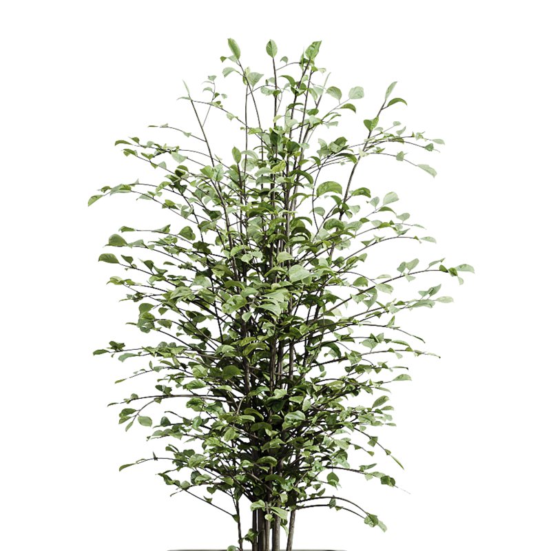 AV Indoor Plants Set 220 Hazel Erle and Aloe Vera and Mission Olive and Spineless Palm - Image 5