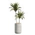 AV Indoor PlantsSet 224 Mission Olive Areca Palm Dracaena Lemon Ficus Melany Cuban Cigar - Thumbnail 2