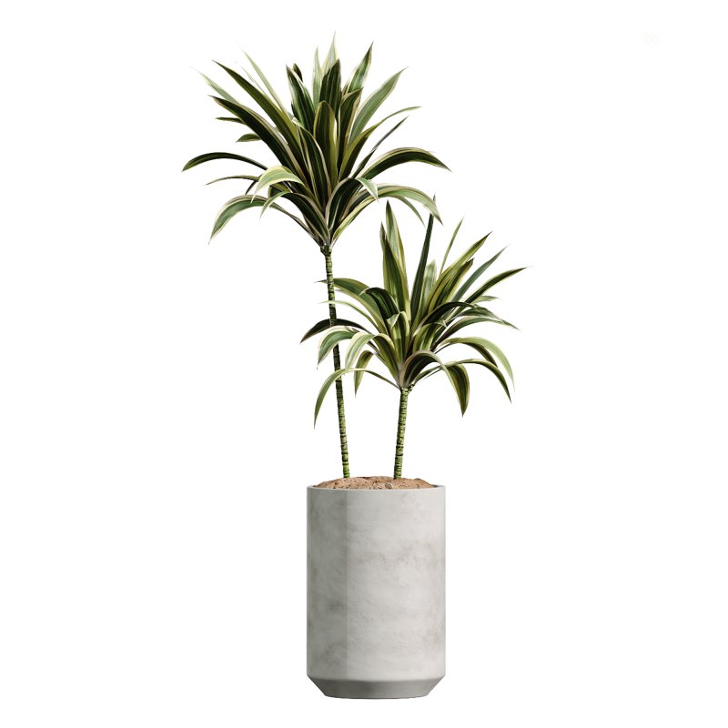 AV Indoor PlantsSet 224 Mission Olive Areca Palm Dracaena Lemon Ficus Melany Cuban Cigar - Image 2