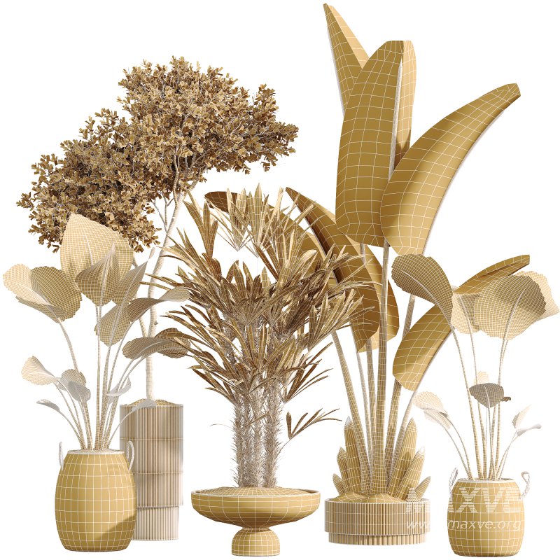 AV Indoor Plant Set 217 Mission Olive ParadiseBird Rhapis Excelsa Lady Palm Ravenala Banana Strelitzia Nicolai - Image 8