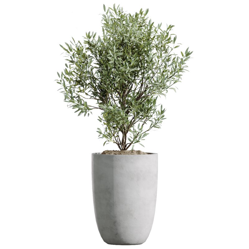 AV Indoor plants set 208 Mission Olive and Cyara Areca Palm and Strelitzia Reginae Nicolai and Yucca Aloifolia Rostrata - Image 4