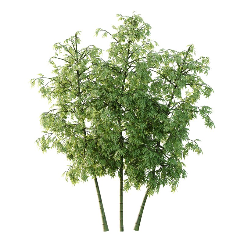 Bamboo Bambusoideae Tree 02 - Image 3