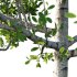 Betula Pendula Tree 05 - Thumbnail 2
