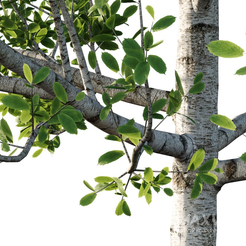 Betula Pendula Tree 05 - Image 2