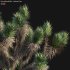 Yucca Brevifolia – Joshua Tree – 02 - Thumbnail 3