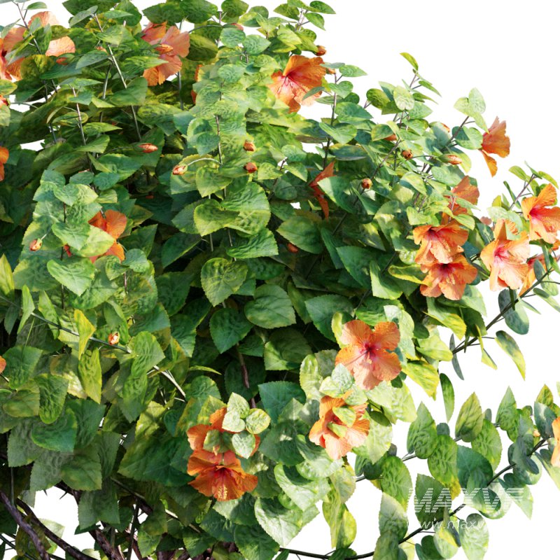 Chinese hibiscus – Hibiscus rosa-sinensis – 03 - Image 3