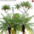 Phoenix roebelenii – Pygmy Date Palm – 02 - Thumbnail 1