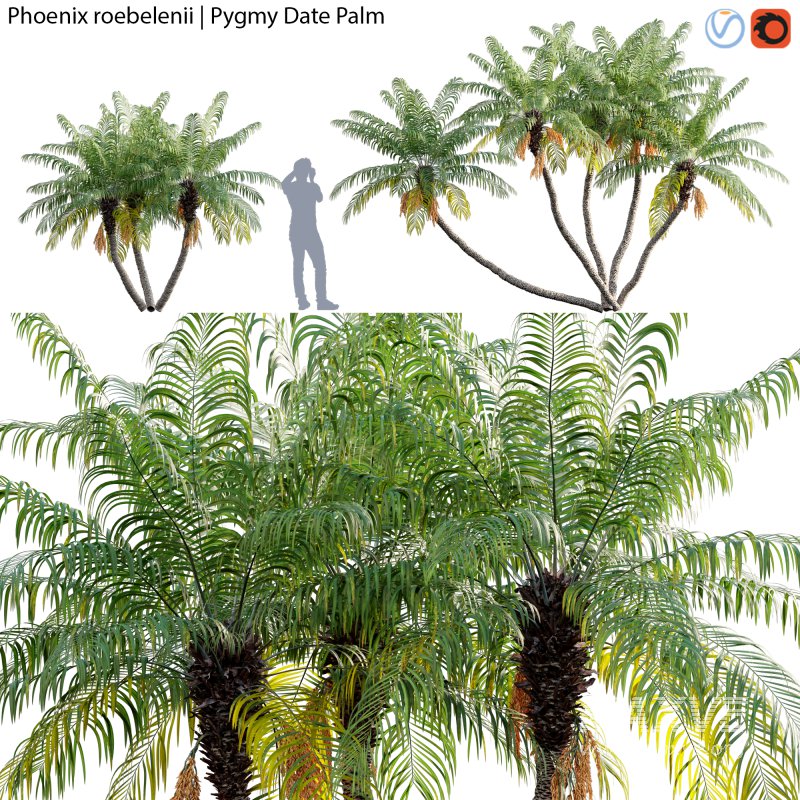 Phoenix roebelenii – Pygmy Date Palm – 02 - Image 1
