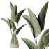 AV Indoor Plant Set 217 Mission Olive ParadiseBird Rhapis Excelsa Lady Palm Ravenala Banana Strelitzia Nicolai - Thumbnail 7