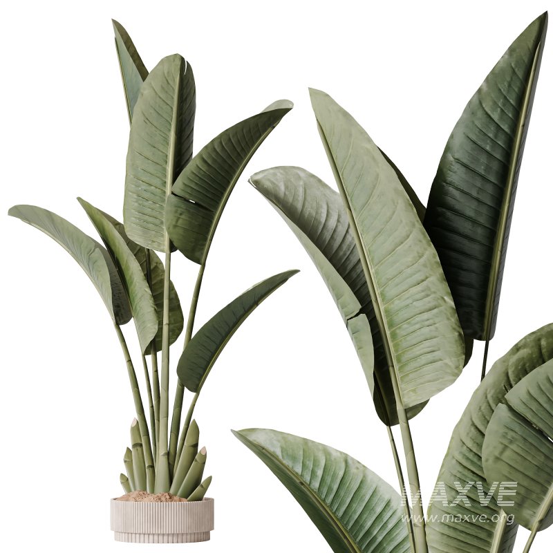 AV Indoor Plant Set 217 Mission Olive ParadiseBird Rhapis Excelsa Lady Palm Ravenala Banana Strelitzia Nicolai - Image 7