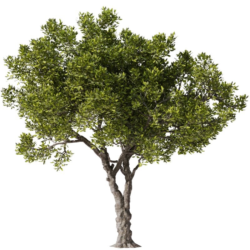 Tree Set31-Urban tree - Image 1