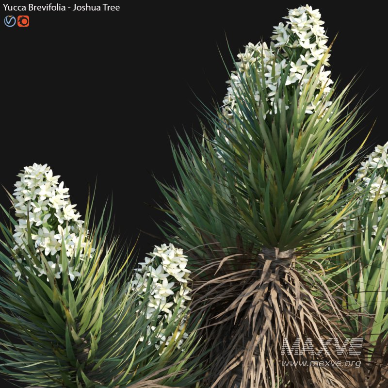 Yucca Brevifolia – Joshua Tree – 02 - Image 4