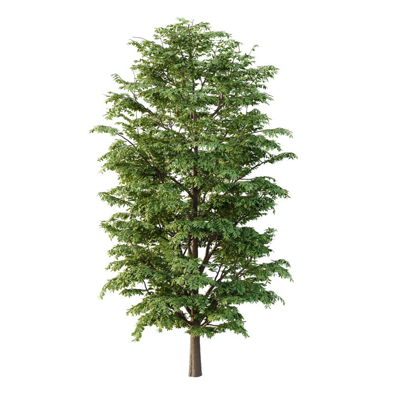fraxinus excelsior tree 003 - Image 2