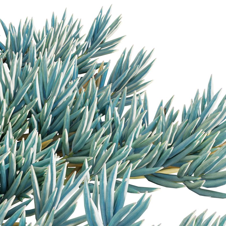 Senecio Mandraliscae – Blue Chalksticks – 01 - Image 2