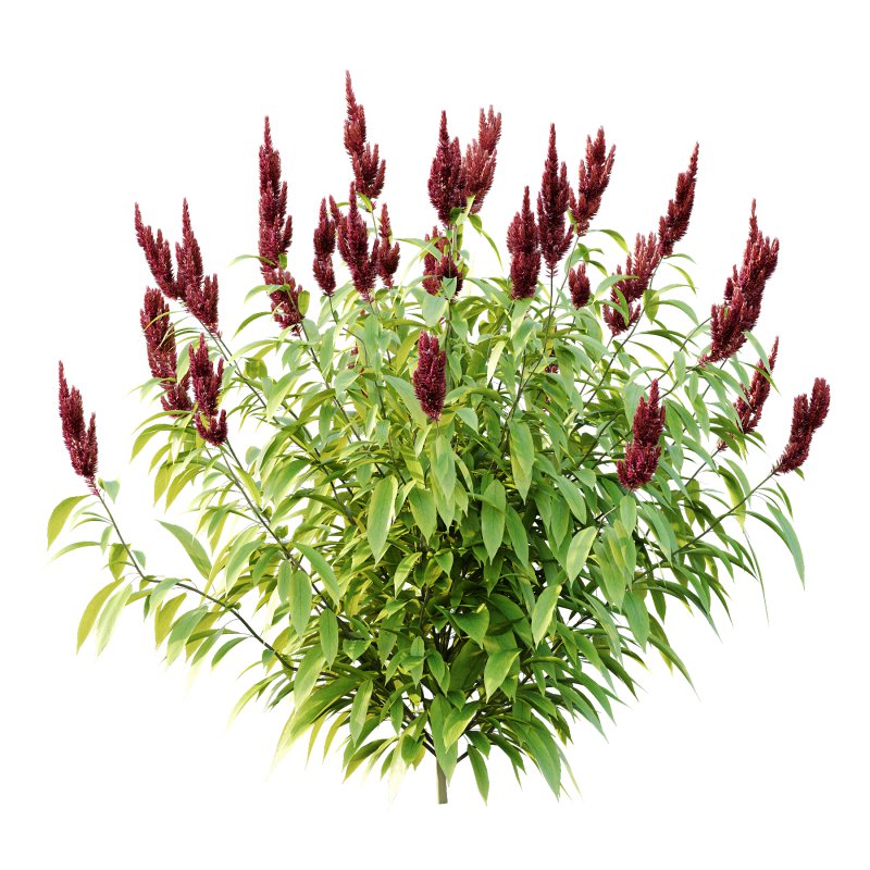 Different bush 08 - Image 2