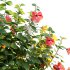 Chinese hibiscus – Hibiscus rosa-sinensis – 02 - Thumbnail 2