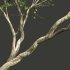 AV Acer Saccharinum and Acer Pseudoplatanus 4 trees - Thumbnail 9