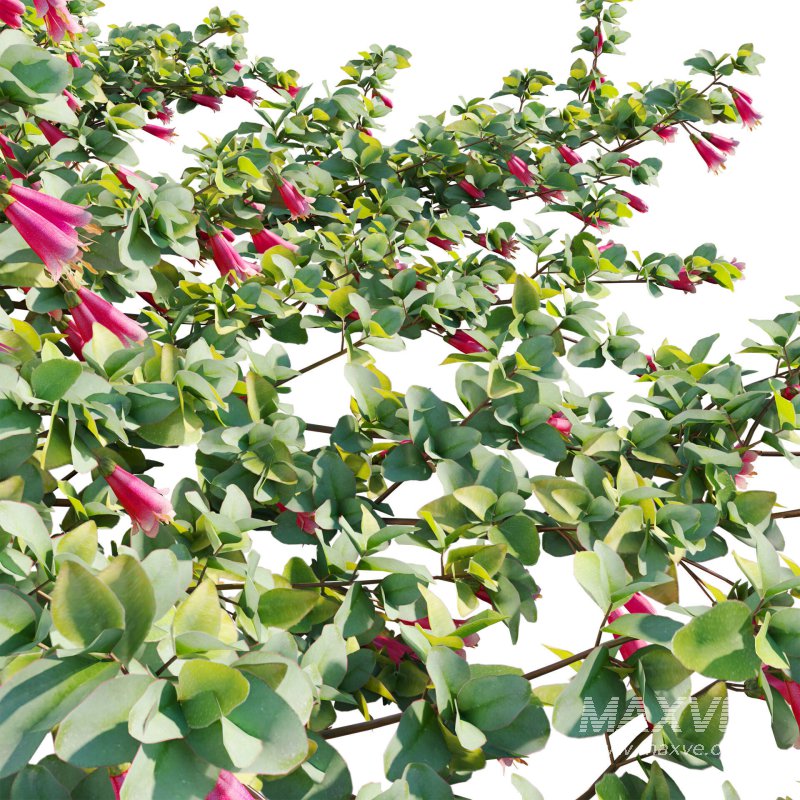 Correa reflexa – Native Fuchsia – Grevillea wilsonii 01 - Image 4