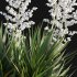 Yucca gloriosa – Mound Lily 02 - Thumbnail 3