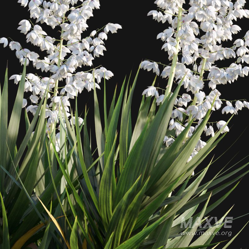 Yucca gloriosa – Mound Lily 02 - Image 3