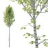 Betula Pendula Tree 04 - Thumbnail 2