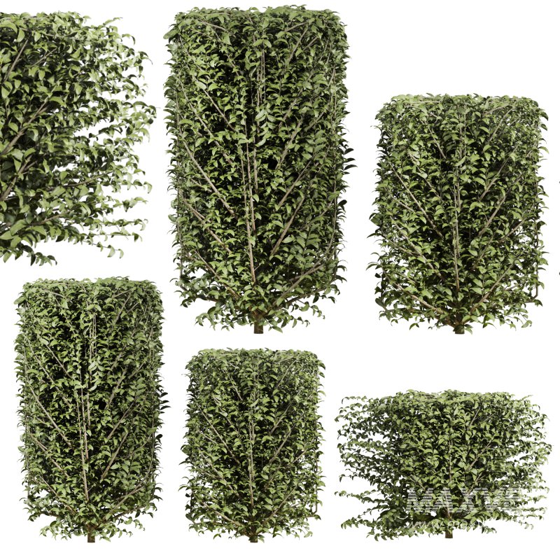 bush plants set - Image 1