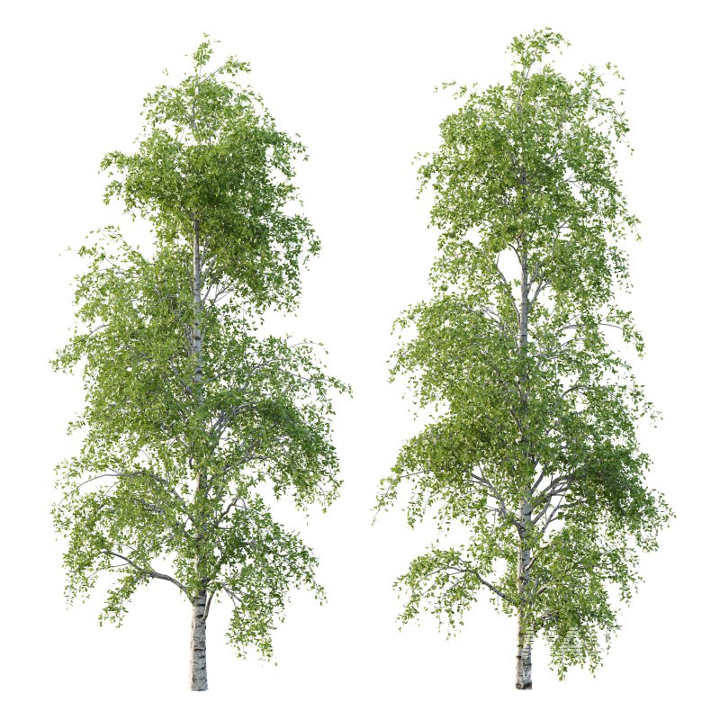 Betula Pendula Tree 07 - Image 3