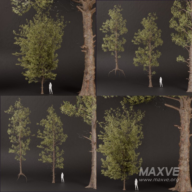 SJ lowpoly pine tree set 01 - Image 9