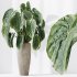 AV Indoor Plant Set 215 Mission Olive Spathiphyllum Lily Domino Alocasia Jardin Brisbanensis - Thumbnail 5