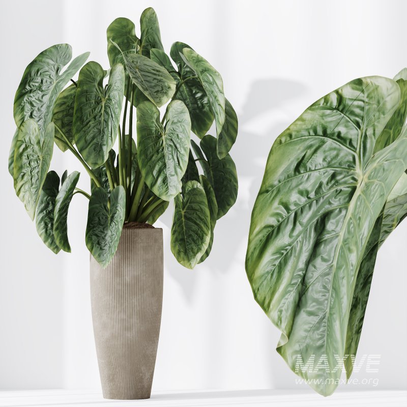 AV Indoor Plant Set 215 Mission Olive Spathiphyllum Lily Domino Alocasia Jardin Brisbanensis - Image 5